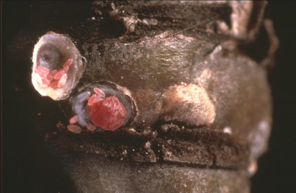 
          Epidiaspis leperii (Cochenille rouge du poirier)