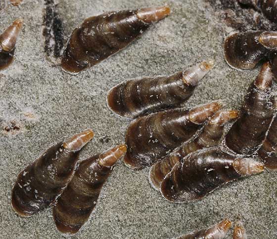 
          Lepidosaphes ulmi (Cochenille virgule du pommier)