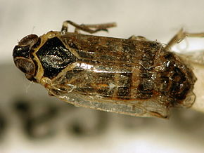 
          Hyalesthes obsoletus (fulgore du stolbur)