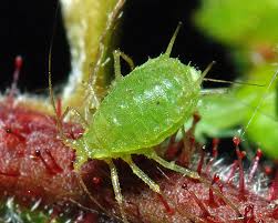 
          Corylobium avellanae (Grand Puceron du noisetier)