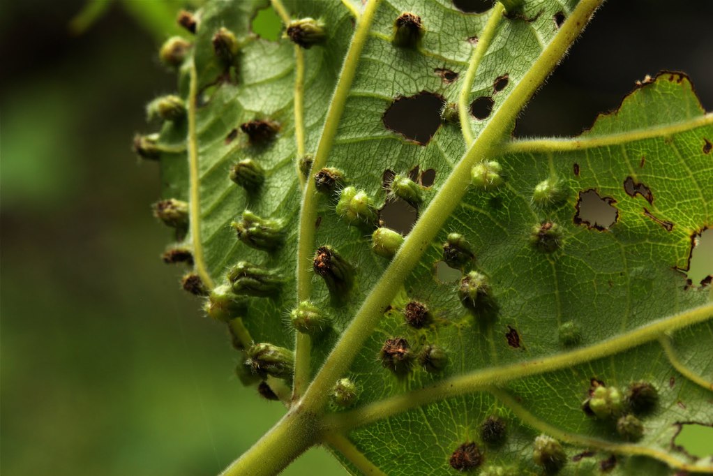 
          Le phylloxéra de la vigne (Daktulosphaira vitifoliae)