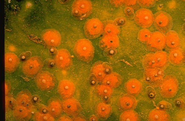 
          Chrysomphalus dictyospermi (Pou rouge des orangers)