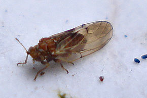 
          Cacopsylla pyri (psylle du poirier)