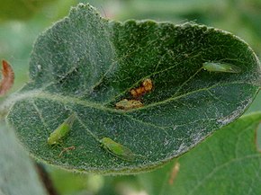 
          Cacopsylla mali (la psylle du pommier)