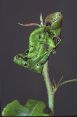 
          Melanaphis pyrarius (Puceron brun du poirier)