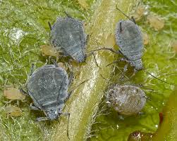 
          Le puceron cendré du poirier (Dysaphis pyri) 