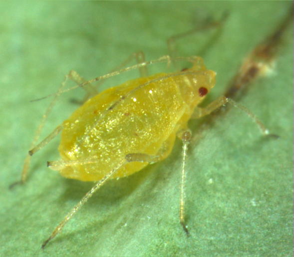 
          Myzus ascalonicus (Puceron de l'échalote)
