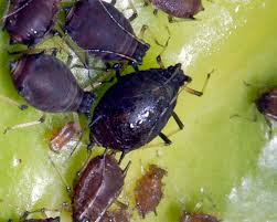 
          Toxoptera aurantii (puceron noir de l'oranger)