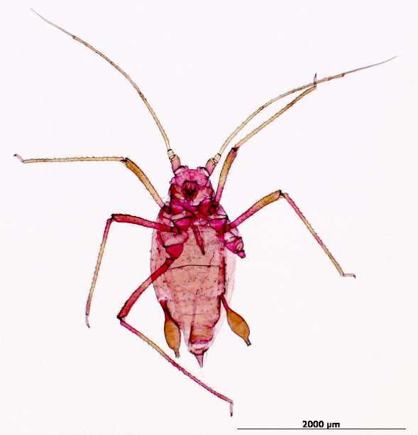 
          Puceron des germes de la pomme de terre (Rhopalosiphoninus latysiphon) 