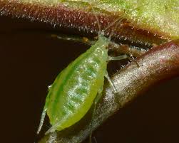 
          Puceron du houblon ( Phorodon humuli )