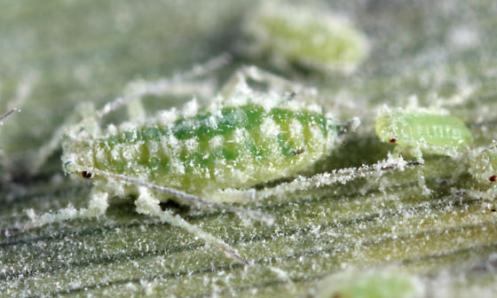 
          Le puceron de la prune farineuse ( Hyalopterus pruni )