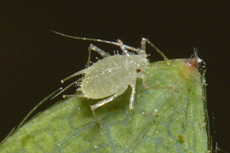 
          Chaetosiphon fragaefolii (puceron de la fraise)