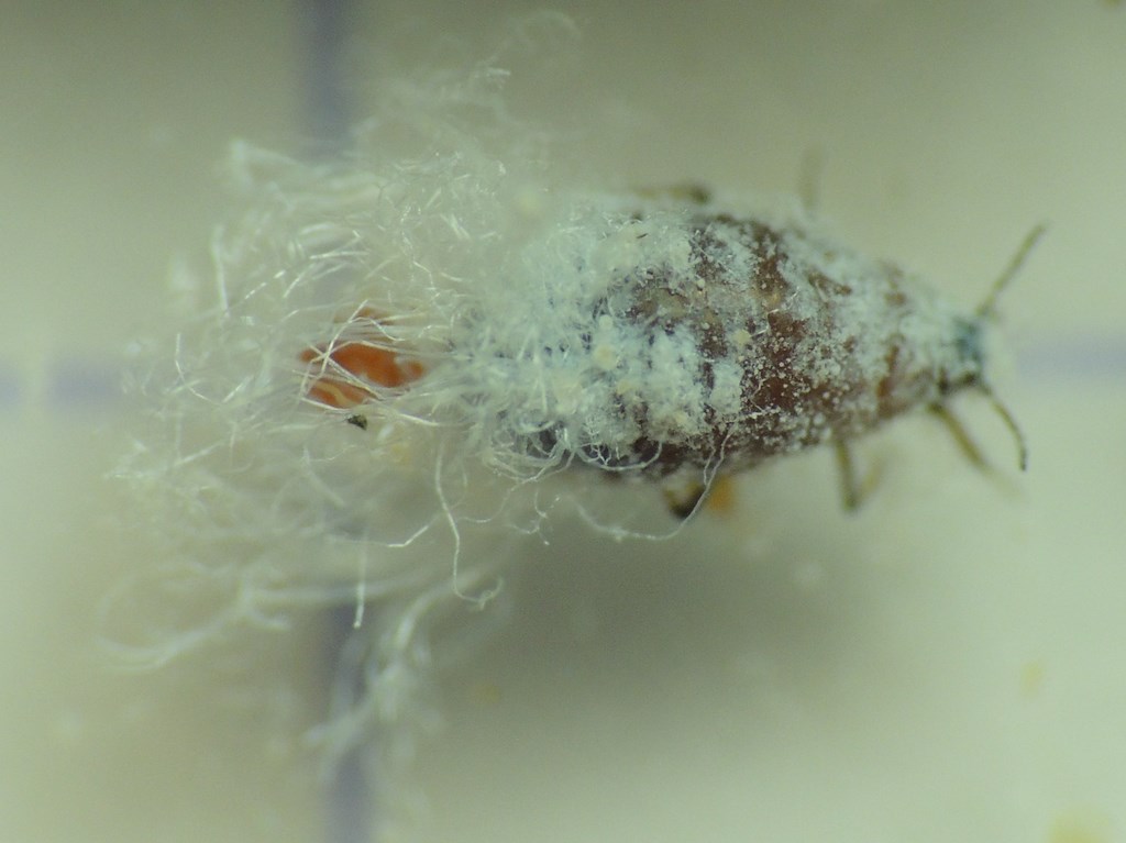 
          Eriosoma lanigerum (Puceron lanigère du pommier)