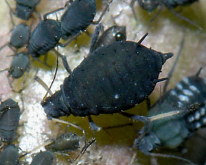 
          Puceron noir de la fève (Aphis fabae)