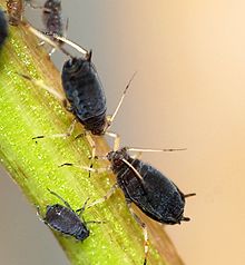 
          Puceron noir de la fève (Aphis fabae)