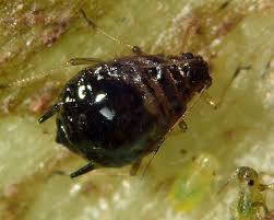 
          Brachycaudus persicae (Puceron noir du pêcher)