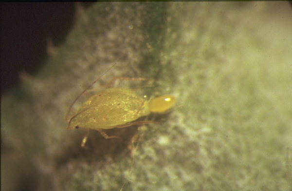 
          Capitophorus horni (Puceron vert de l'artichaut)