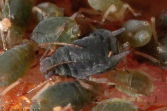 
          Aphis forbesi (Puceron vert du fraisier)