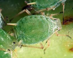
          Aphis grossulariae (Puceron vert du groseillier épineux)