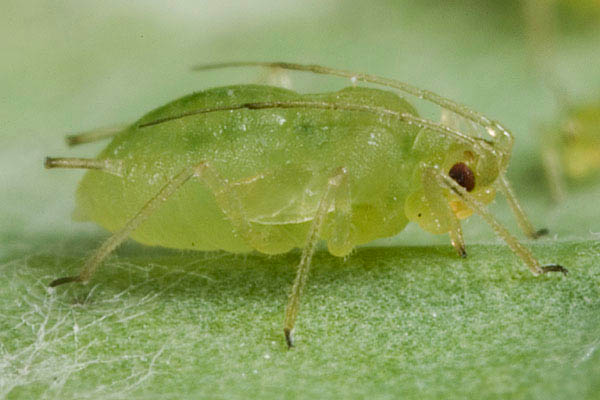 
          Le puceron vert du pêcher (Myzus persicae) 
