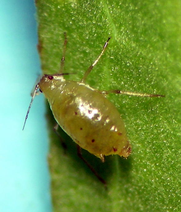 
          Brachycaudus helichrysi  (Puceron vert du prunier)