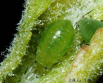 
          Rhopalosiphum insertum (Puceron vert migrant du pommier)