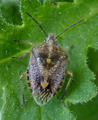 
          Agonoscelis versicolor (punaise du mil du Soudan)
