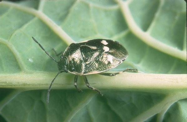 
          Punaise verte du chou (Eurydema oleracea)