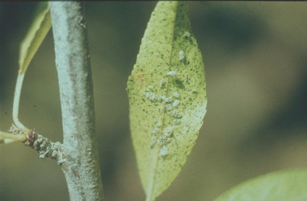 
          Monostira unicostata (Tigre de l'amandier)