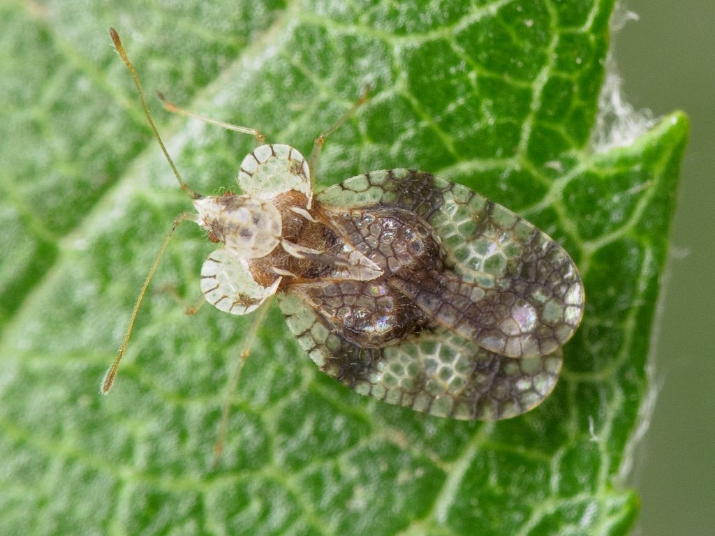 
          Le tigre du poirier (Stephanitis pyri)