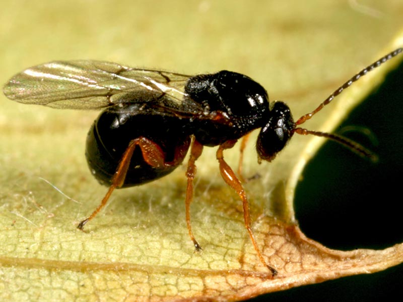 
          Cynips du châtaignier (Dryocosmus kuriphilus)