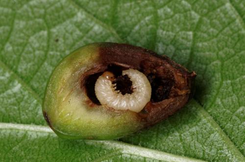 
          Hoplocampa flava (Hoplocampe commun du prunier)
