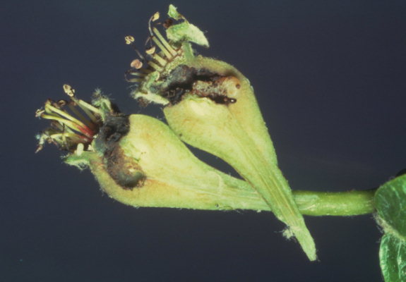 
          Hoplocampe du poirier (Hoplocampa brevis)