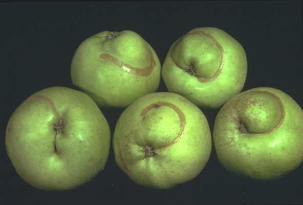 
          Hoplocampe du pommier (Hoplocampa testudinea)