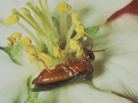 
          Hoplocampe du pommier (Hoplocampa testudinea)
