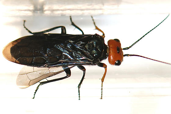 
          Acantholyda erythrocephala (Lyda à tête rouge)