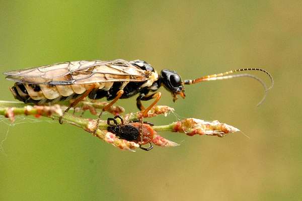 
          Cephalcia abietis (Lyde de l’épicea)