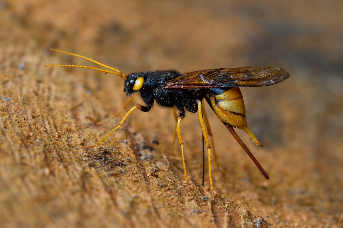 
          Sirex géant (Urocerus gigas)