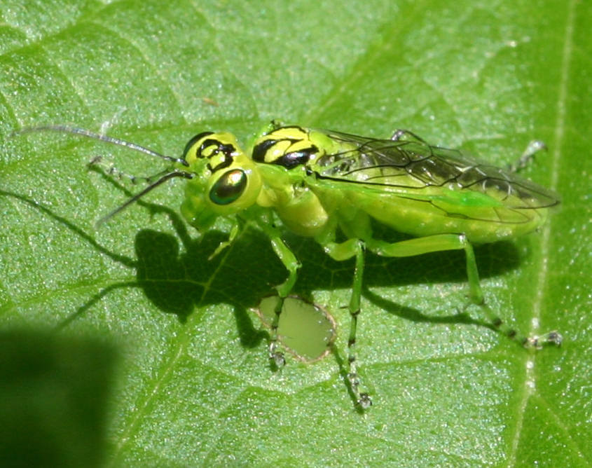 
          Tenthrède verte (Rhogogaster viridis)