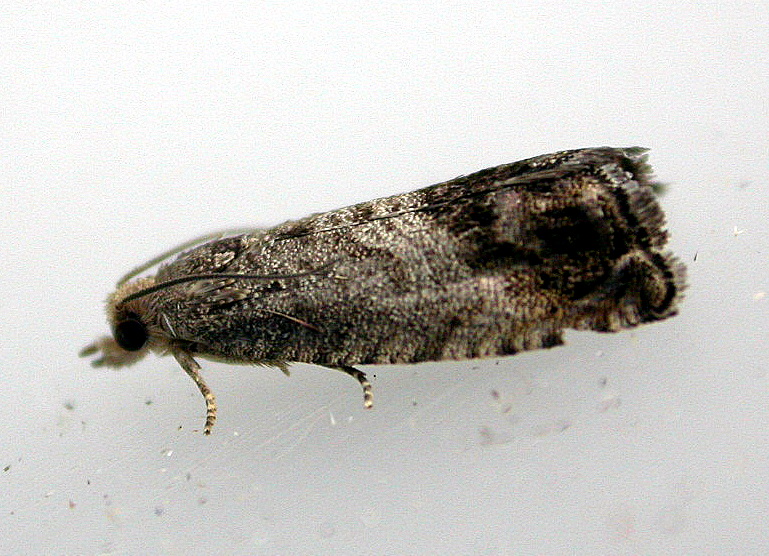 
          Carpocapse des châtaignes (Cydia splendana) 