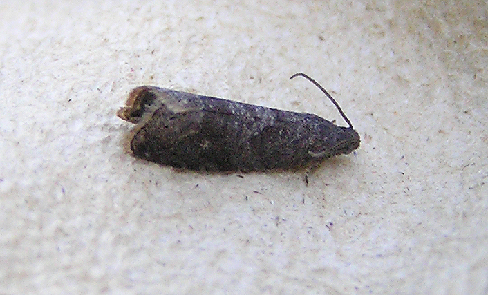 
          Carpocapse des prunes (Grapholita funebrana) 