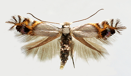 
          Leucoptera malifoliella (Cémiostome du pommier)