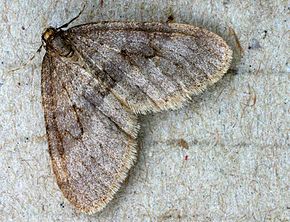 
          Phalène brumeuse (Operophtera brumata)