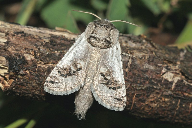 
          Parahypopta caestrum (Chenille à fourreau de l'asperge)