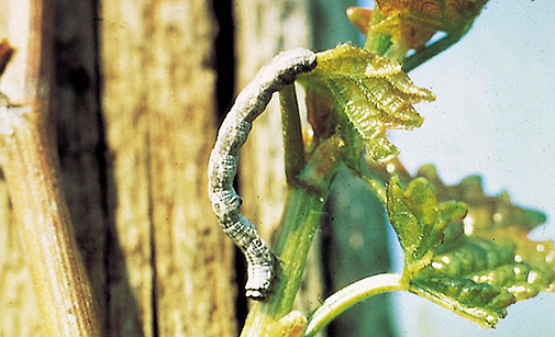 
          Boarmia gemmaria (Chenille arpenteuse à losanges)