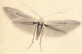 
          Coléophore des arbres fruitiers (Coleophora hemerobiella)