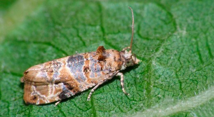 
          Lobesia botrana (Eudémis de la vigne)