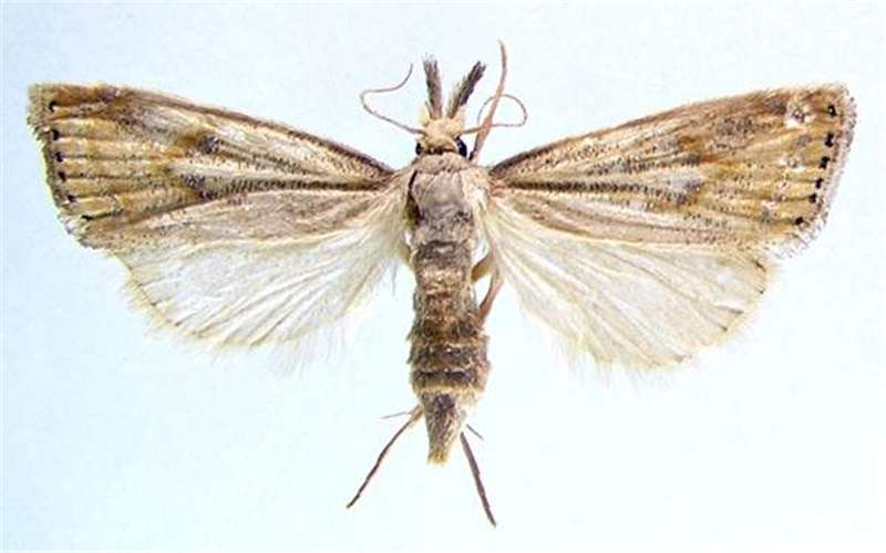 
          Chilo partellus (foreur ponctué de graminées)