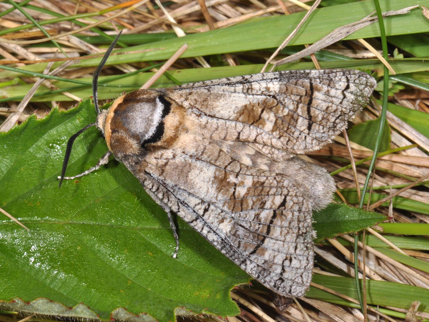 
          Cossus gâte-bois (Cossus cossus)