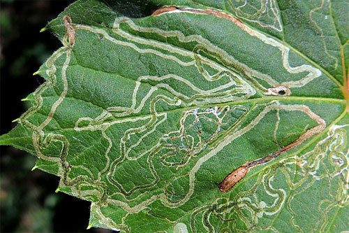 
          Phyllocnistis vitegenella (Mineuse américaine de la vigne)